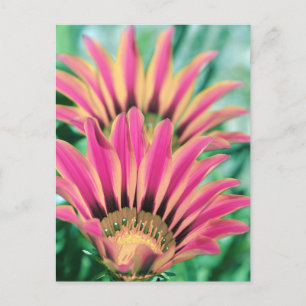 Carte Postale Pétales de marguerite rose chaud