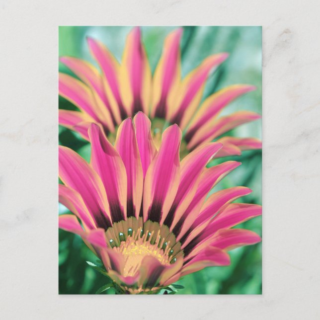 Carte Postale Pétales de marguerite rose chaud (Devant)