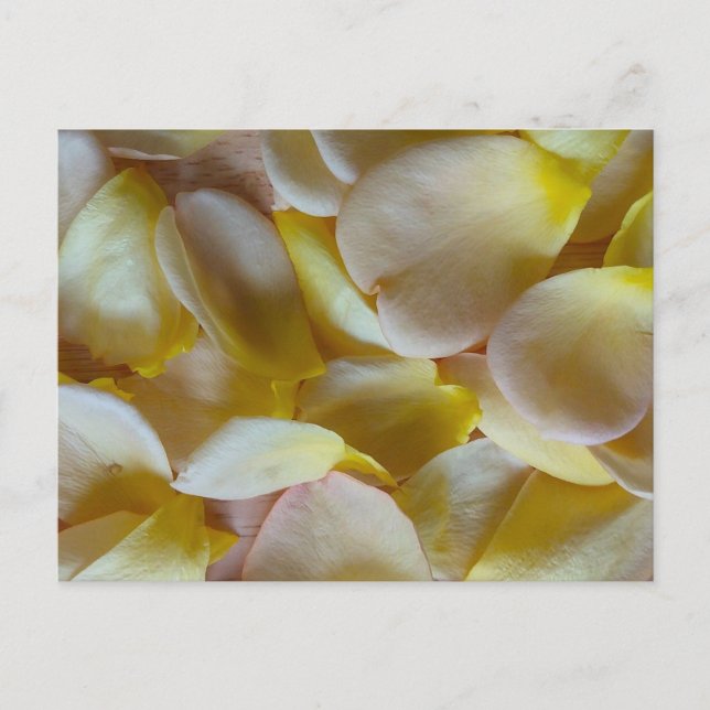 Carte Postale Pétales de rose jaune (Devant)