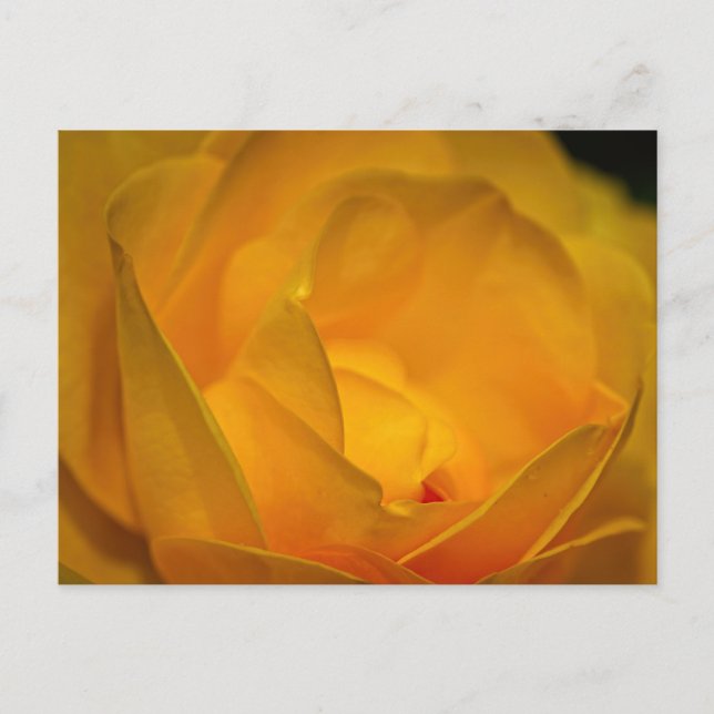 Carte Postale Pétales de rose jaune impressionnistes  (Devant)