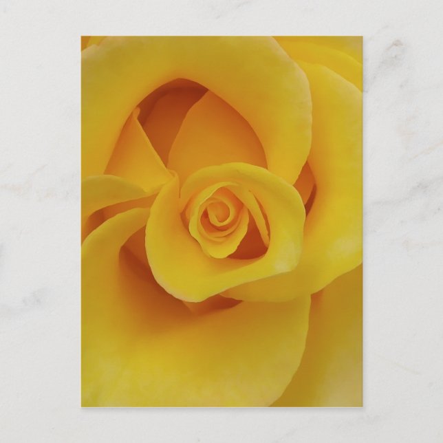 Carte Postale Pétales de rose jaune romantiques (Devant)