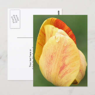 Carte Postale Pétales de Tulipe Photographie de Fleur Personnali