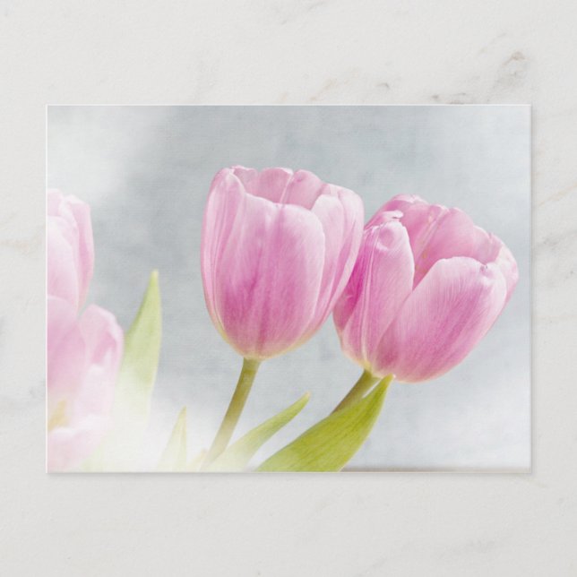 Carte Postale Pétales roses de fleur de tulipe (Devant)