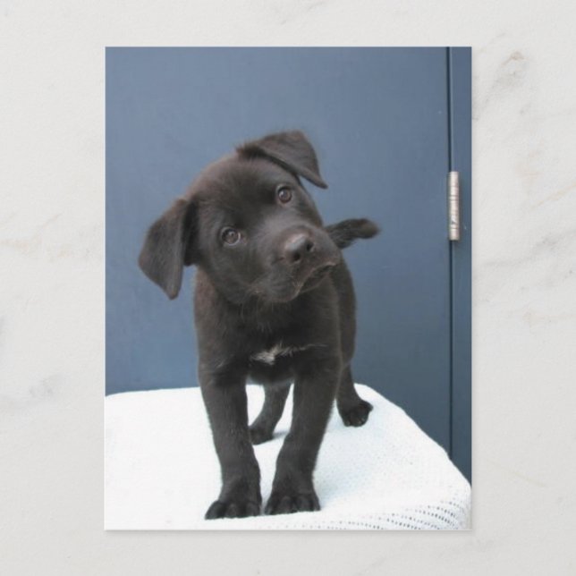 Carte Postale Pete (Devant)