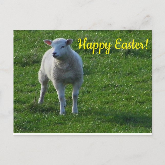 Carte Postale Petit agneau (Devant)
