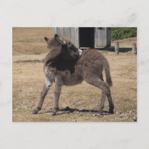 Carte Postale Petit âne
