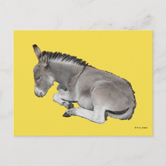 Carte Postale Petit Âne Gris Mignonne Bébé Foal Posé Vers Le Bas (Devant)