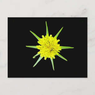 Carte postale Petit Barbe de Chèvre Fleur sauvage