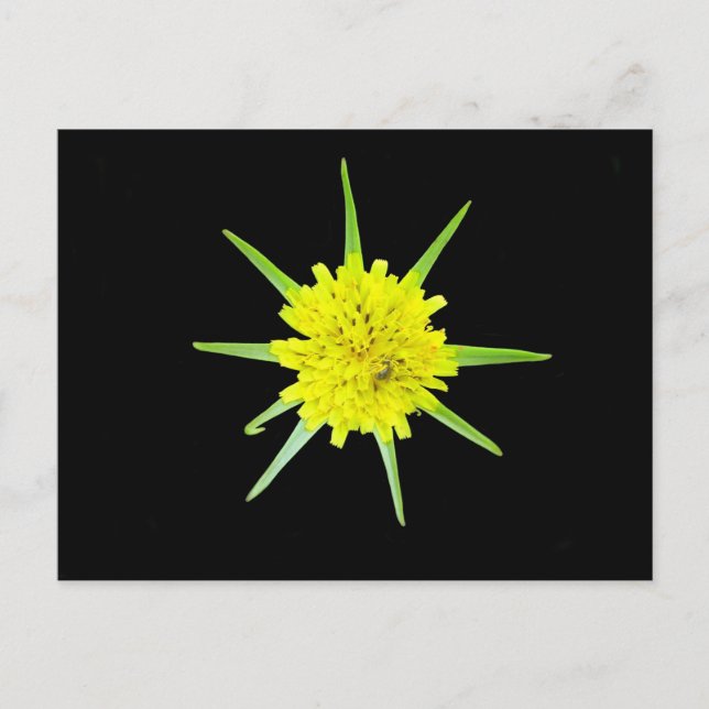 Carte postale Petit Barbe de Chèvre Fleur sauvage (Devant)