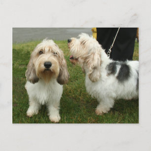 Carte Postale Petit Basette Griffon Vendeen