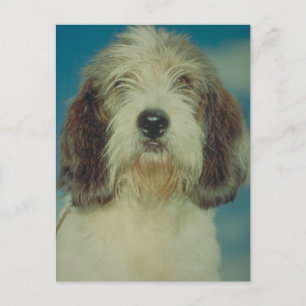 Carte Postale Petit Basset Griffon Vendeen