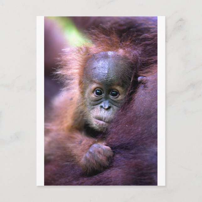 Carte Postale Petit bébé orangoutan à Sumatra (Devant)