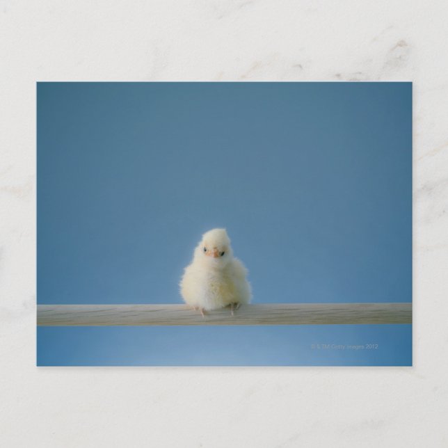 Carte Postale Petit bébé solitaire Animaux de compagnie Poulet a (Devant)