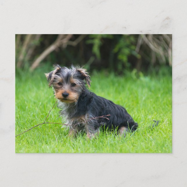 Carte Postale Petit bébé yorkie chiot avec des yeux tristes expr (Devant)