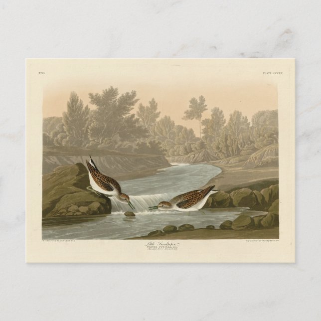 Carte Postale Petit bécasseau des oiseaux d'Amérique d'Audubon (Devant)