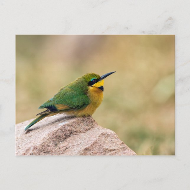 Carte Postale Petit Bee-Eater (Devant)