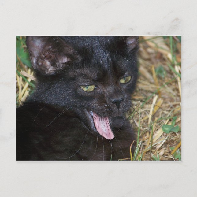 Carte Postale Petit bout (Devant)