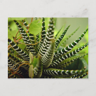 Carte Postale Petit cactus rayé vert Spiky