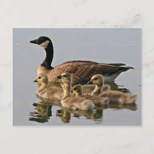 Carte Postale Petit Canada Goose Brood
