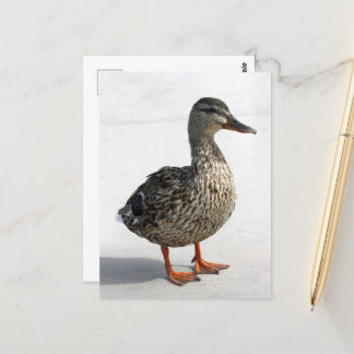 Carte Postale Petit canard