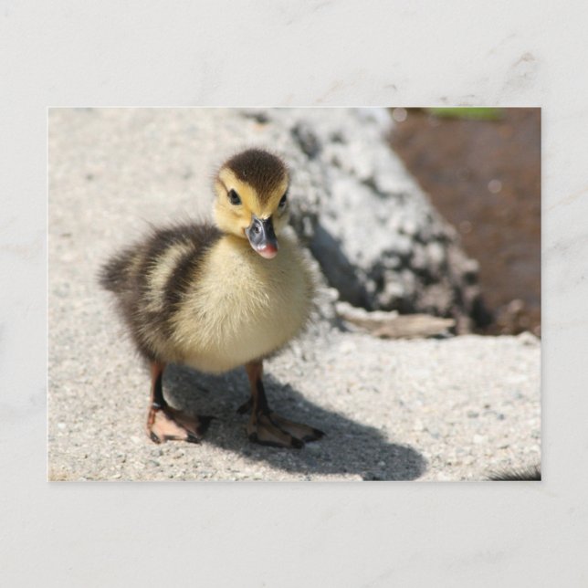 Carte postale Petit Canard (Devant)