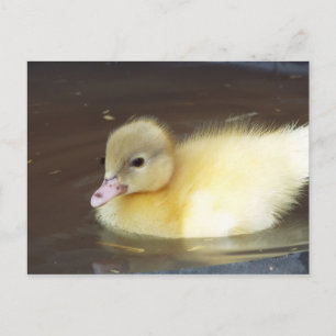 Carte Postale Petit canard