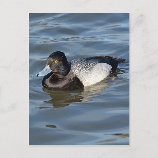 Carte Postale Petit canard à soupe (Devant)