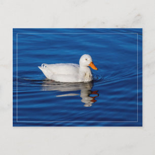 Carte Postale Petit Canard Blanc Dans L'Eau Ripplée