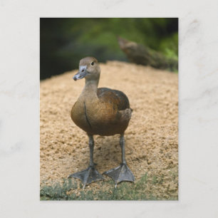 Carte Postale Petit canard curieux