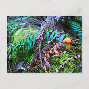 Carte Postale Petit champignon sauvage orange dans la forêt