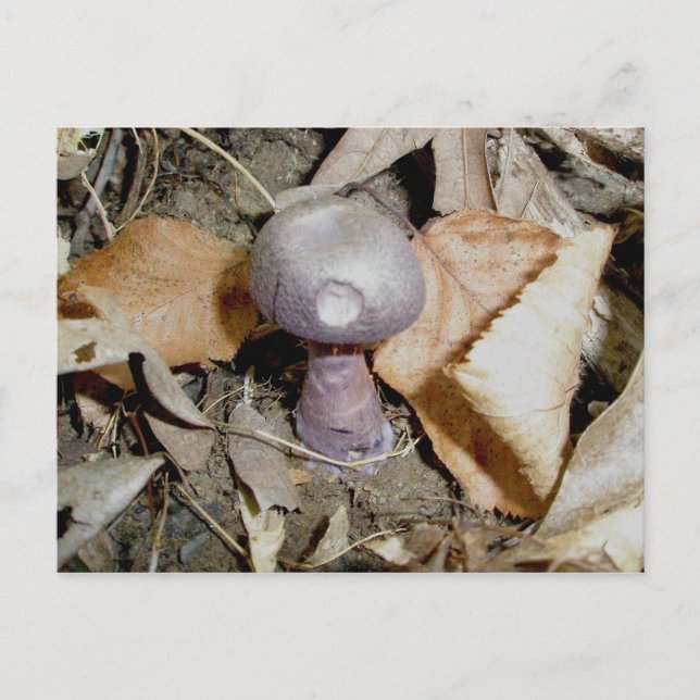 Carte postale Petit Champignons violets (Devant)