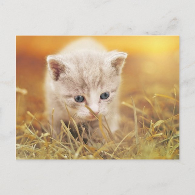 Carte Postale Petit chat doux (Devant)