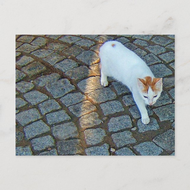 Carte Postale Petit Chat Point Ephèse (Devant)
