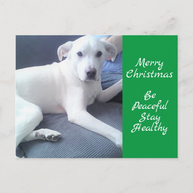 Carte Postale Petit Chien Blanc Tranquille Assis Avec Papa Vert (Devant)