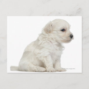 Carte Postale Petit chien lion ou petit chien lion chiot chien