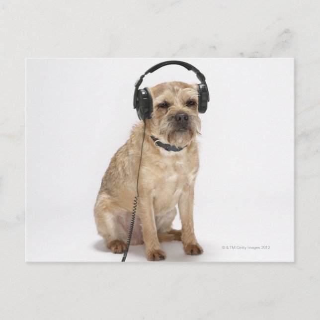 Carte Postale Petit chien portant un casque (Devant)