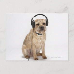 Carte Postale Petit chien portant un casque