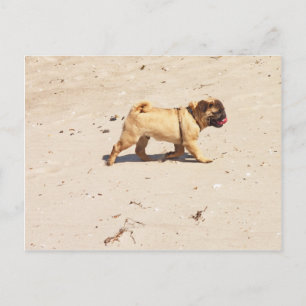 Carte Postale petit chien pug bébé jouant en été