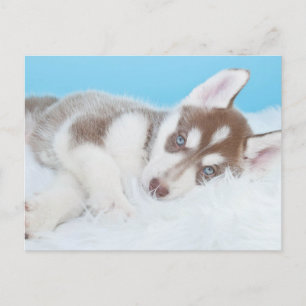 Carte Postale Petit Chiot Husky allongé sur une couverture