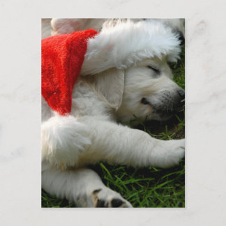 Carte Postale Petit chiot labrador avec casquette x-mas