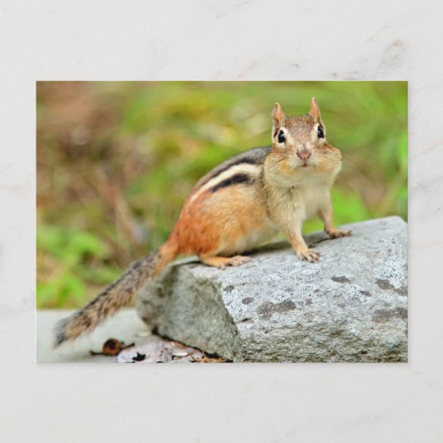 Carte Postale Petit Chipmunk mignon Poser sur un rocher (Devant)