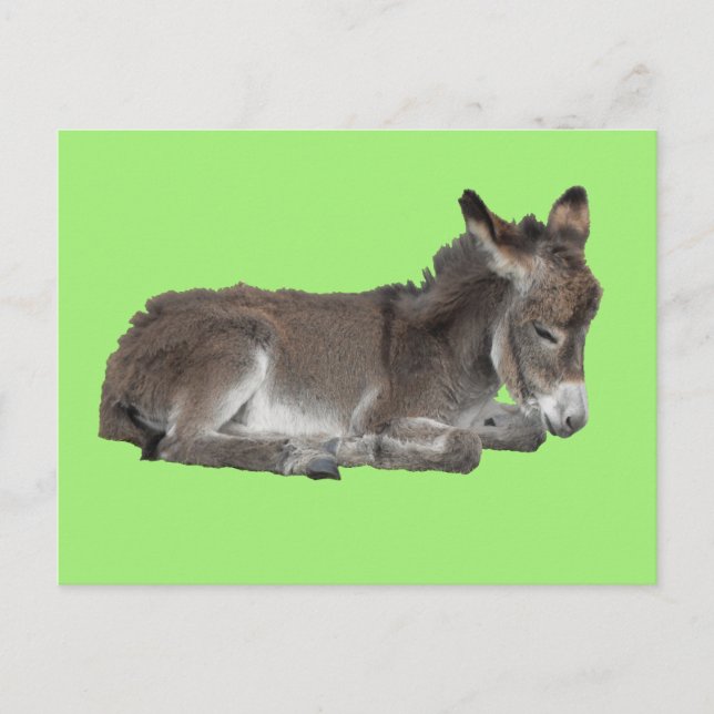 Carte Postale Petit Chocolat doux Foal âne Dotation sur vert (Devant)