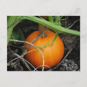 Carte postale petit Citrouille