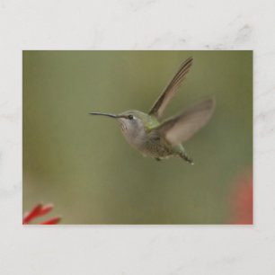 Carte Postale Petit colibri puissant