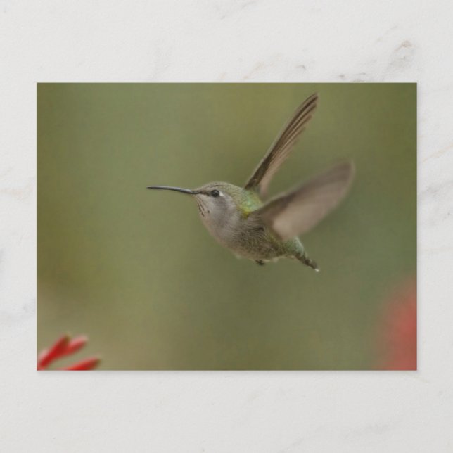 Carte Postale Petit colibri puissant (Devant)