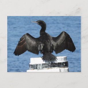 Carte Postale Petit Cormoran noir