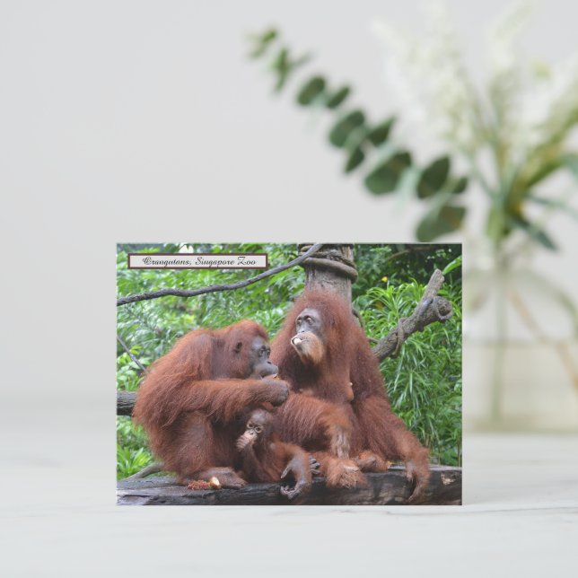 Carte Postale Petit déjeuner avec le zoo de Singapour Orangutans (Debout devant)