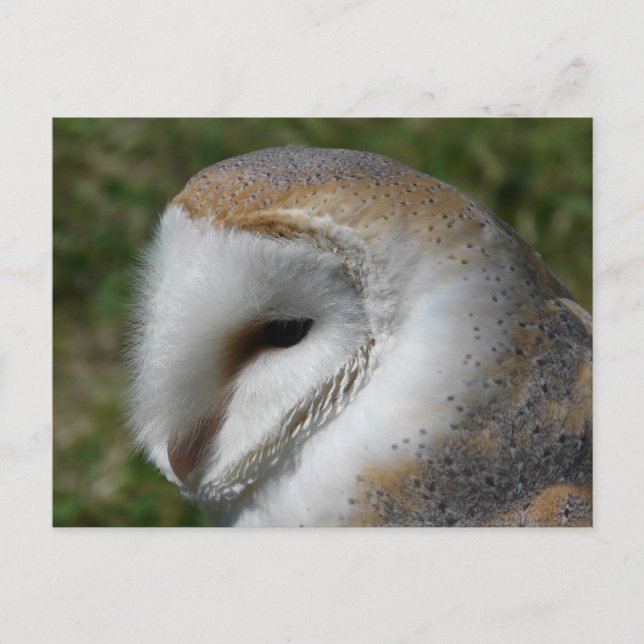 Carte Postale Petit-duc (Devant)