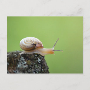 Carte Postale Petit escargot sur le bord avec Arrière - plan ver