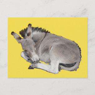Carte Postale Petit Foin D'Âne Grisé Maigre S'endormant